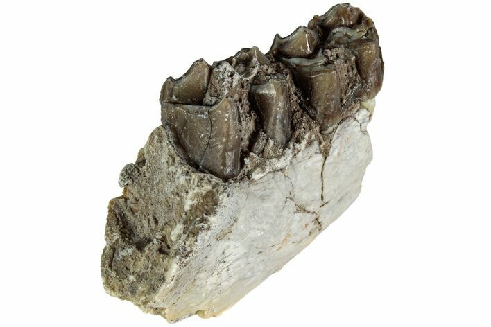 Oreodont (Merycoidodon) Jaw Section - South Dakota #215904